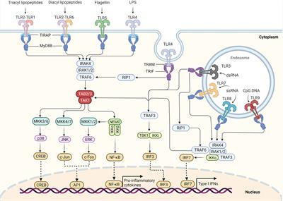 Toll-Like Receptor Signaling and Its Role in <mark class="highlighted">Cell-Mediated Immunity</mark>